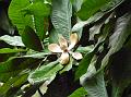 Large-Leaf Magnolia